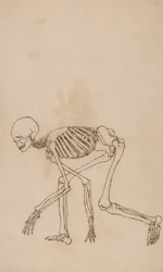 En jämförande anatomisk exponering av människokroppens struktur med en tiger och en ...